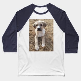 Cute Lab Puppy with Leaf Baseball T-Shirt